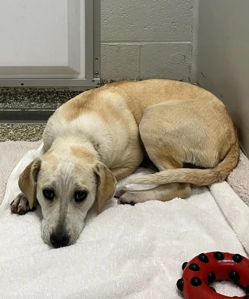 A baby medium-sized female Labrador Retriever dog named Betta for adoption in Mustang, OK