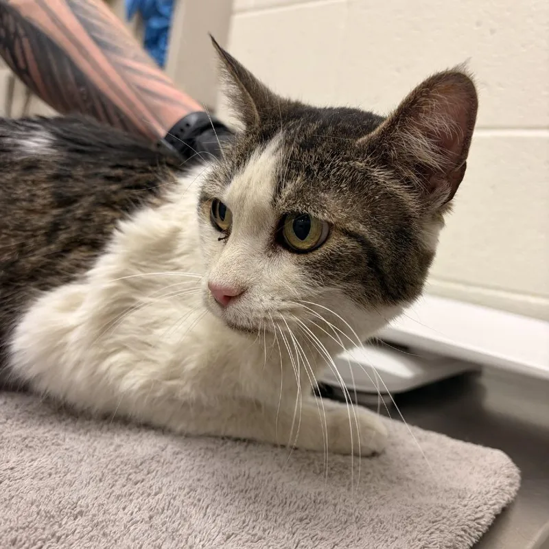 A senior medium-sized female Brown / Chocolate Domestic Short Hair cat named Smudge for adoption in Murray, UT
