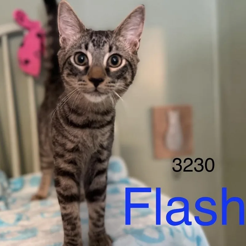 A baby small-sized male Black Domestic Short Hair cat named Flash for adoption in Sequatchie, TN