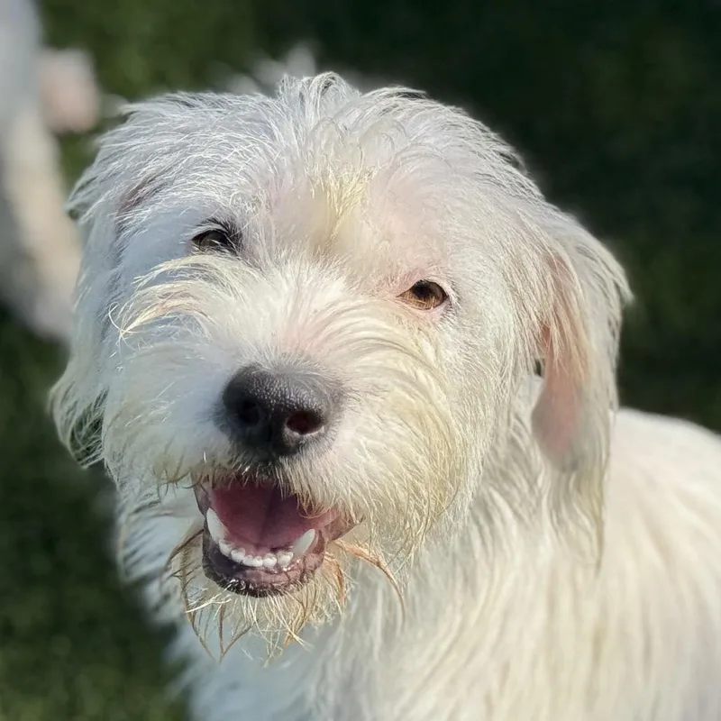 Suki