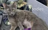 An adult medium-sized female Gray / Blue / Silver Domestic Short Hair cat named Zoodles for adoption in Moline, IL