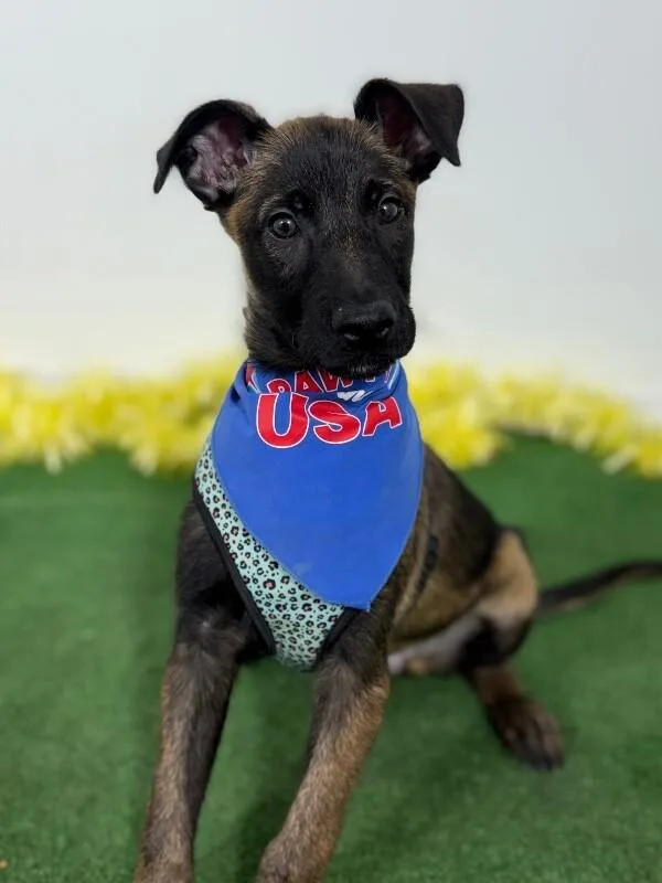 A baby medium-sized male Brown / Chocolate Belgian Shepherd / Malinois dog named Leonard for adoption in Carlsbad, CA