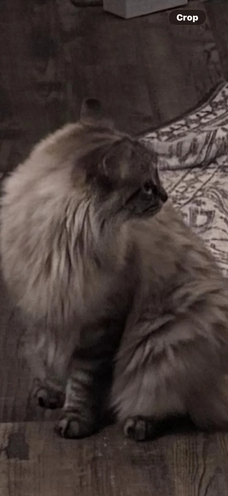 An adult medium-sized female Seal Point Domestic Long Hair cat named Sassy And Priscilla for adoption in Kirklin, IN