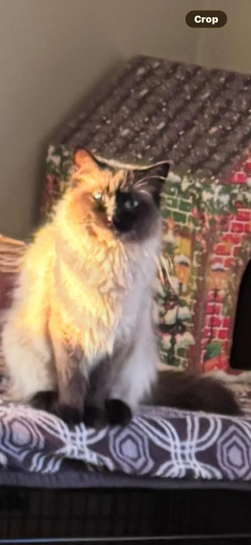 Sassy And Priscilla thumbnail 6