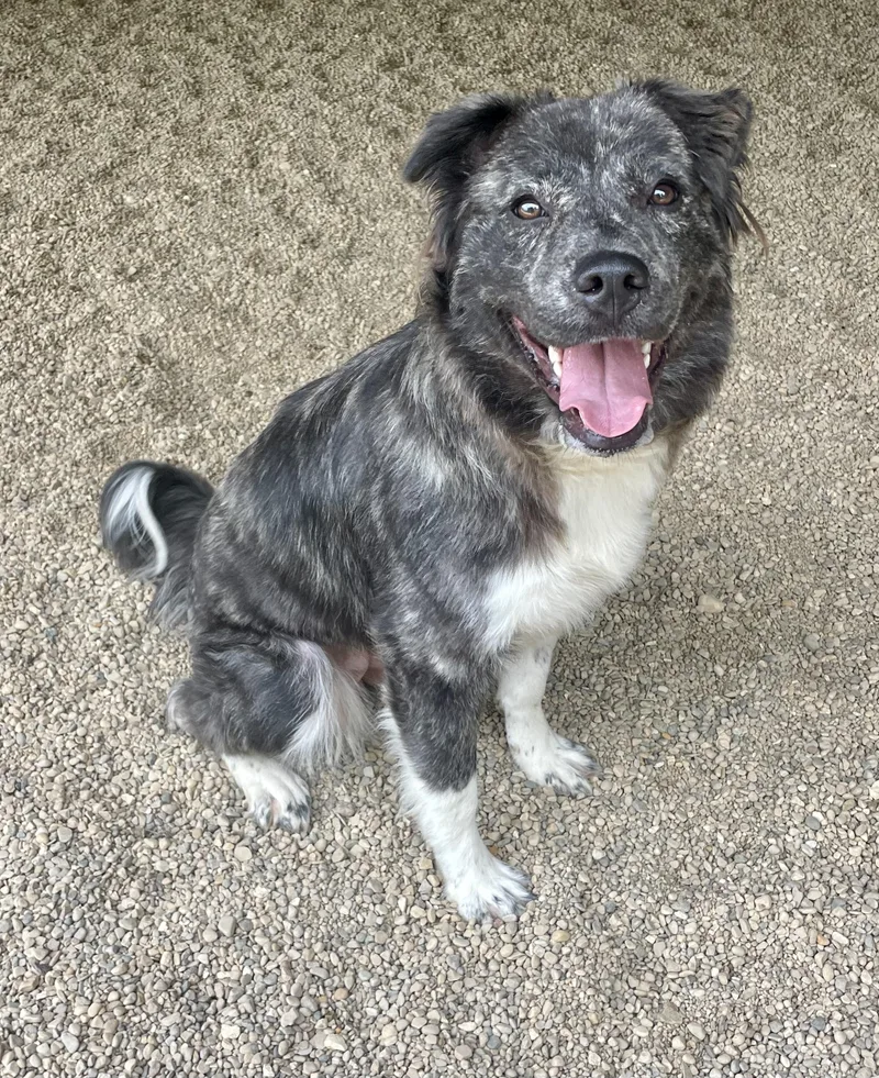 A young medium-sized female Black Australian Shepherd dog named Winnie for adoption in Lacon, IL