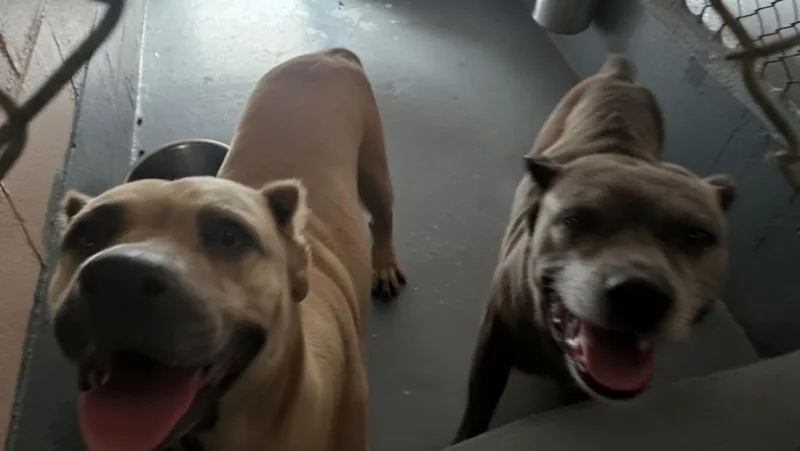An adult large-sized female Cane Corso dog named Miss Doughtfire for adoption in Vineland, NJ