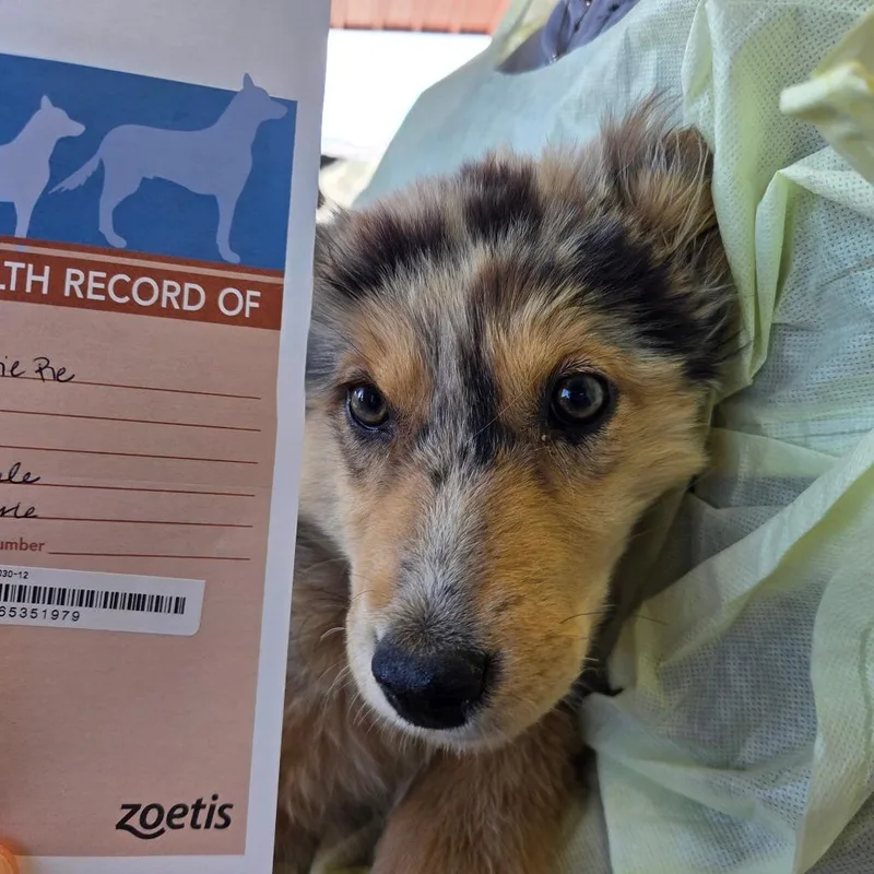 A baby small-sized female Australian Shepherd dog named Cutiepie for adoption in Park City, UT