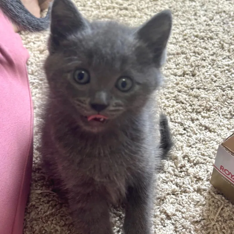 A baby small-sized female Gray / Blue / Silver Domestic Short Hair cat named Tamagotchi for adoption in Buffalo, MN