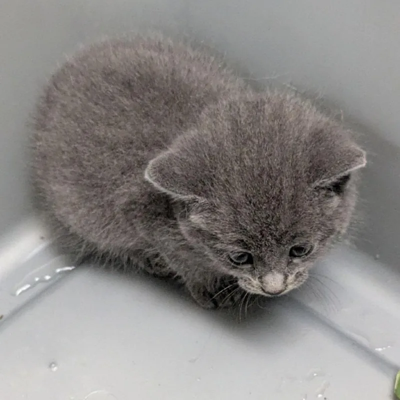 A baby small-sized female Gray / Blue / Silver Domestic Short Hair cat named Opossum for adoption in Lynchburg, VA