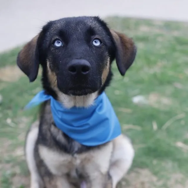 A young medium-sized male German Shepherd Dog dog named Jasper for adoption in San Antonio, TX