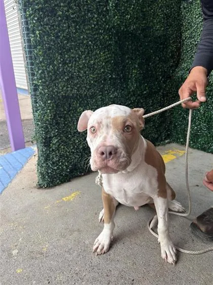 A young medium-sized male White / Cream Pit Bull Terrier dog named Chewy for adoption in El Paso, TX