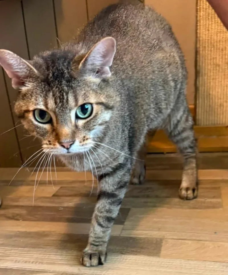 An adult large-sized male Tabby (Gray / Blue / Silver) Domestic Short Hair cat named Oakley for adoption in Sioux City, IA