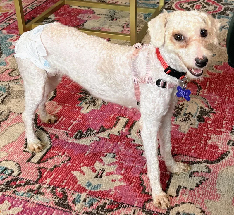 A young small-sized female Poodle dog named Marta for adoption in Los Angeles, CA