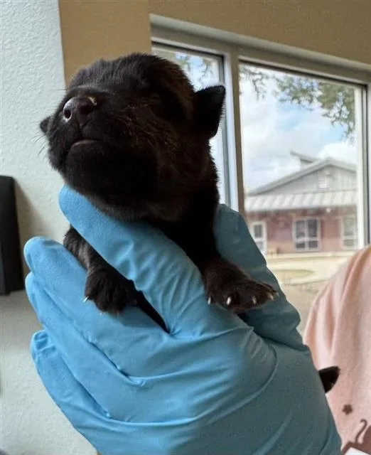 A baby small-sized male Husky dog named Midnight for adoption in San Antonio, TX