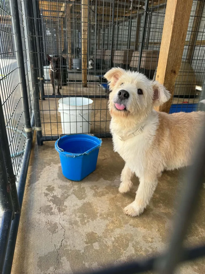 An adult medium-sized female Wire Fox Terrier dog named Leia for adoption in Bradenton, FL