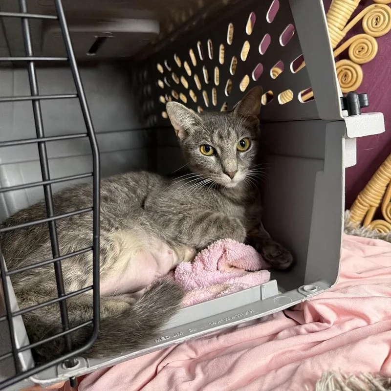 A young medium-sized female Tabby (Gray / Blue / Silver) Domestic Short Hair cat named Willow for adoption in Chattanooga, TN