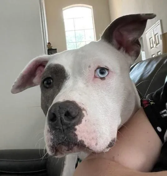 Daisy Pka Jayci thumbnail 3