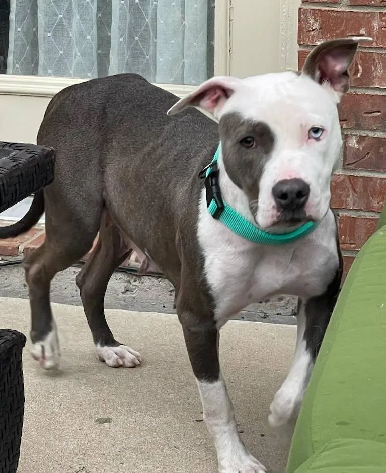 Daisy Pka Jayci thumbnail 4