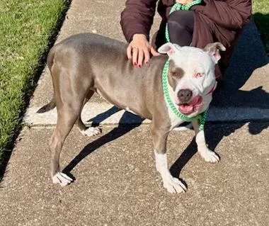 Daisy Pka Jayci thumbnail 5