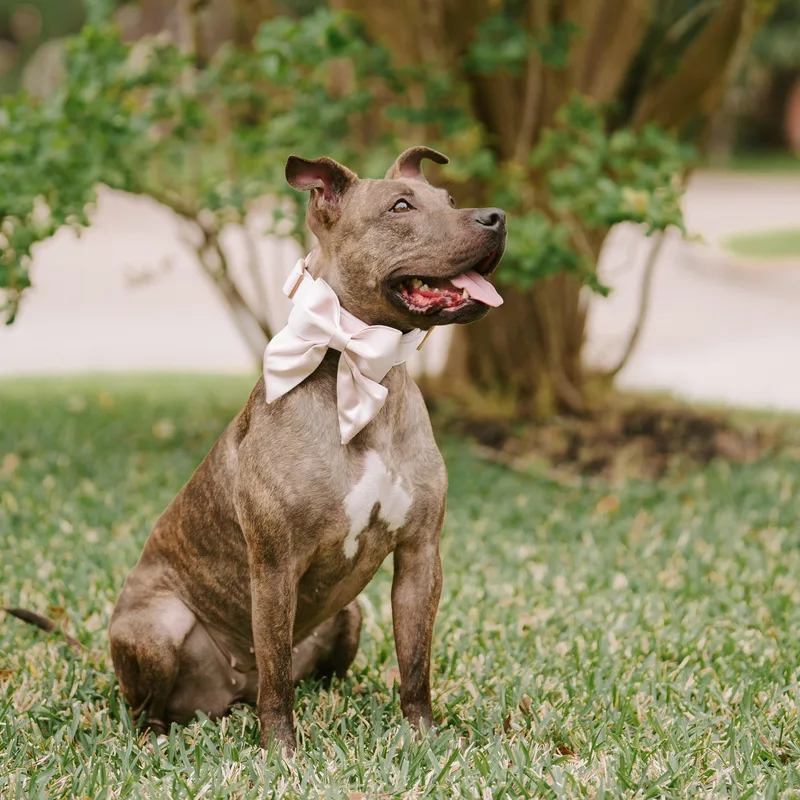 An adult medium-sized female Brindle American Staffordshire Terrier dog named Poppy for adoption in Humble, TX