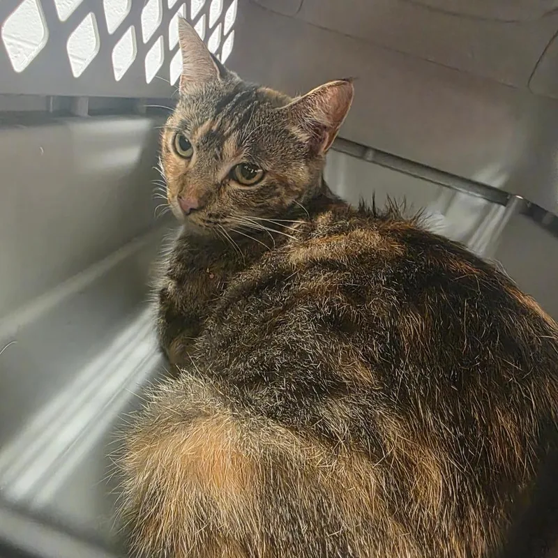 An adult medium-sized female Torbie Domestic Short Hair cat named Garden Salsa for adoption in Chattanooga, TN
