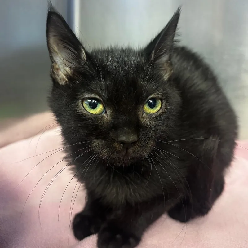 A baby small-sized male Black Domestic Short Hair cat named Corduroy for adoption in Belleville, IL