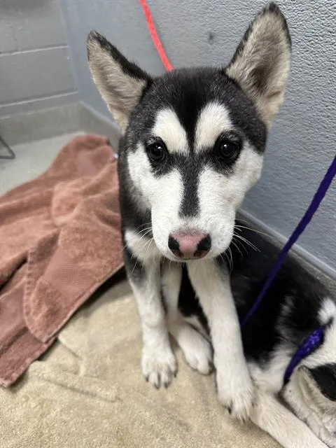 A baby small-sized female Siberian Husky dog named Tulip for adoption in Las Vegas, NV
