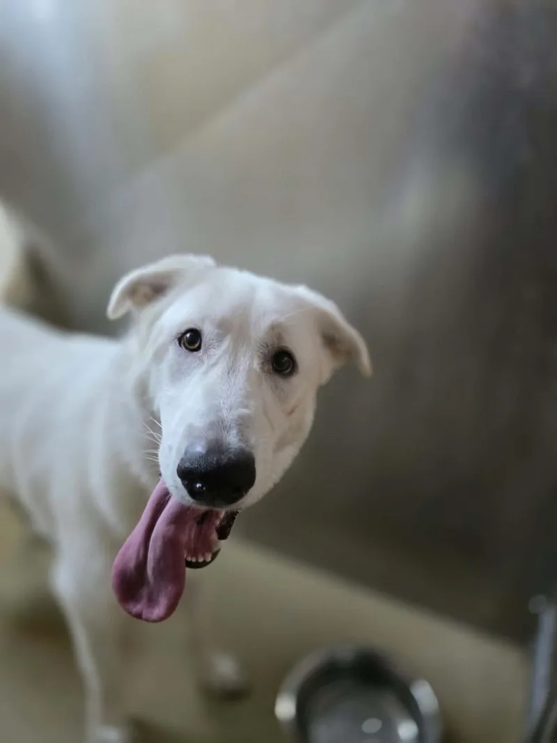 An adult large-sized female Husky dog named Found Stray: Little Pearl for adoption in Rockwall, TX