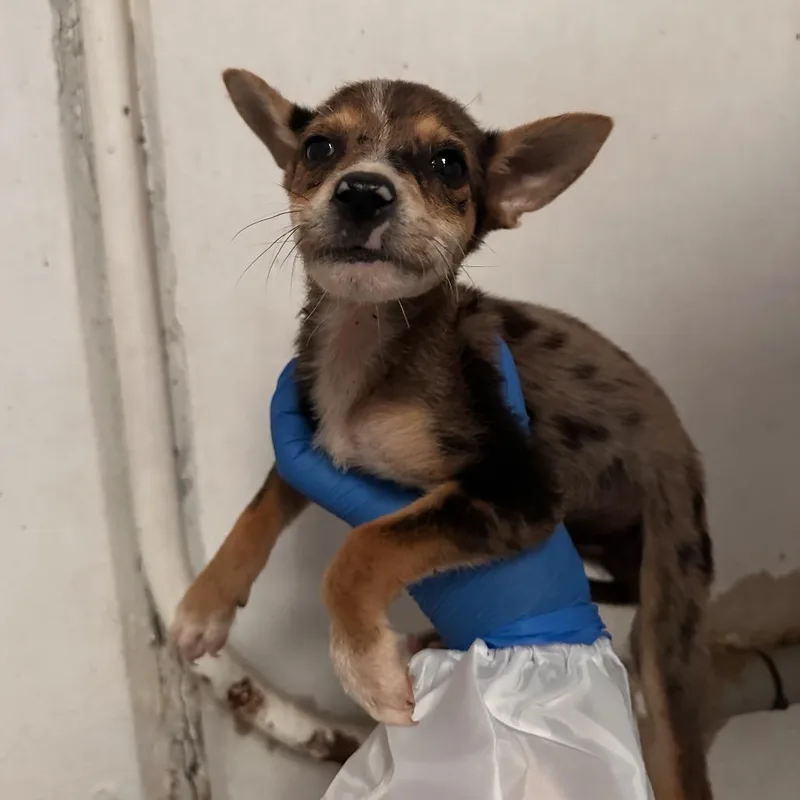 A baby small-sized male Gray / Blue / Silver Terrier dog named Cookie Monster for adoption in Edinburg, TX