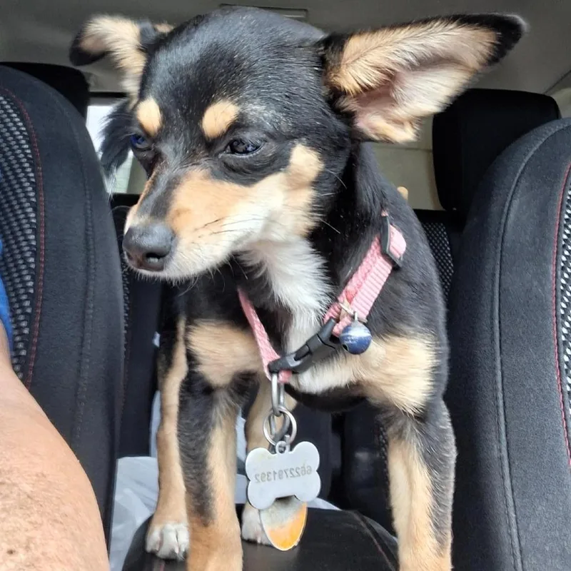 A baby small-sized female Black Chihuahua dog named Jingles for adoption in Alexandria, VA