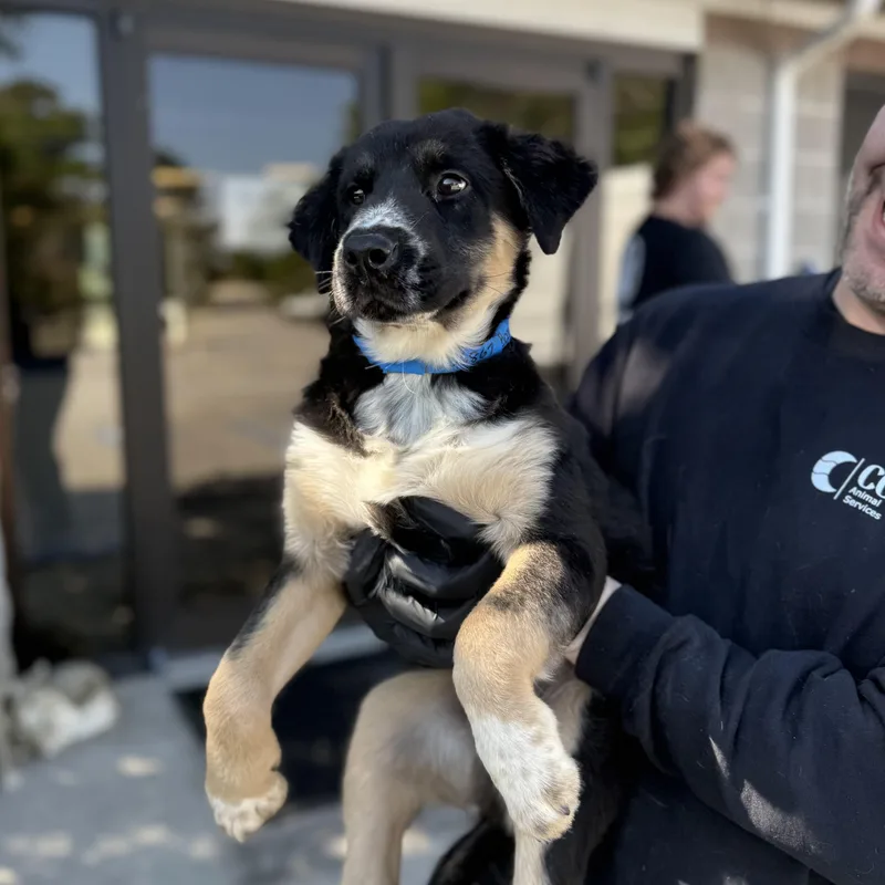 A baby medium-sized female Tricolor (Brown, Black, & White) Retriever dog named Bark for adoption in Columbia, SC