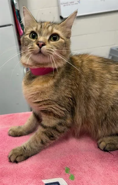 A young small-sized female Domestic Short Hair cat named Tawny for adoption in Peoria, IL