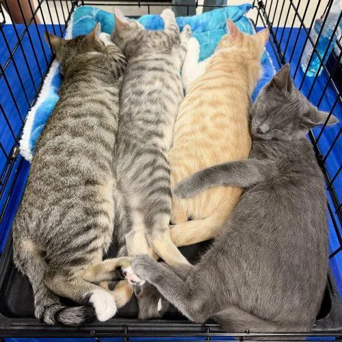 A baby small-sized male Gray / Blue / Silver Russian Blue cat named Travis for adoption in Knoxville, TN