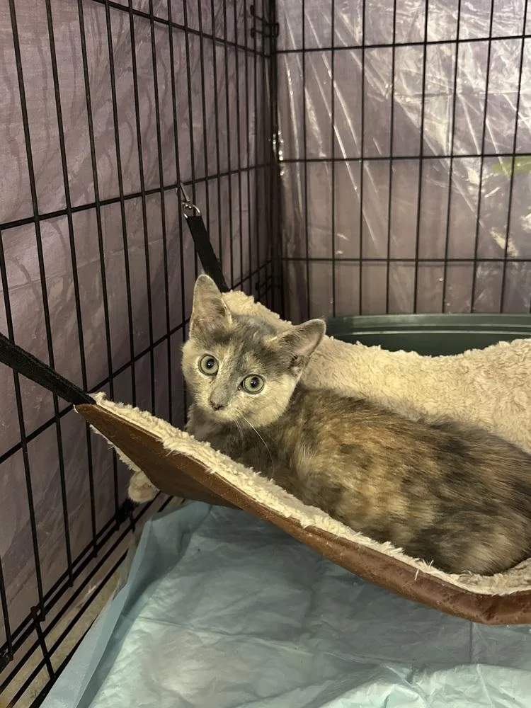 A baby small-sized female Tortoiseshell Domestic Short Hair cat named Milky Way MD for adoption in Fort Walton Beach, FL