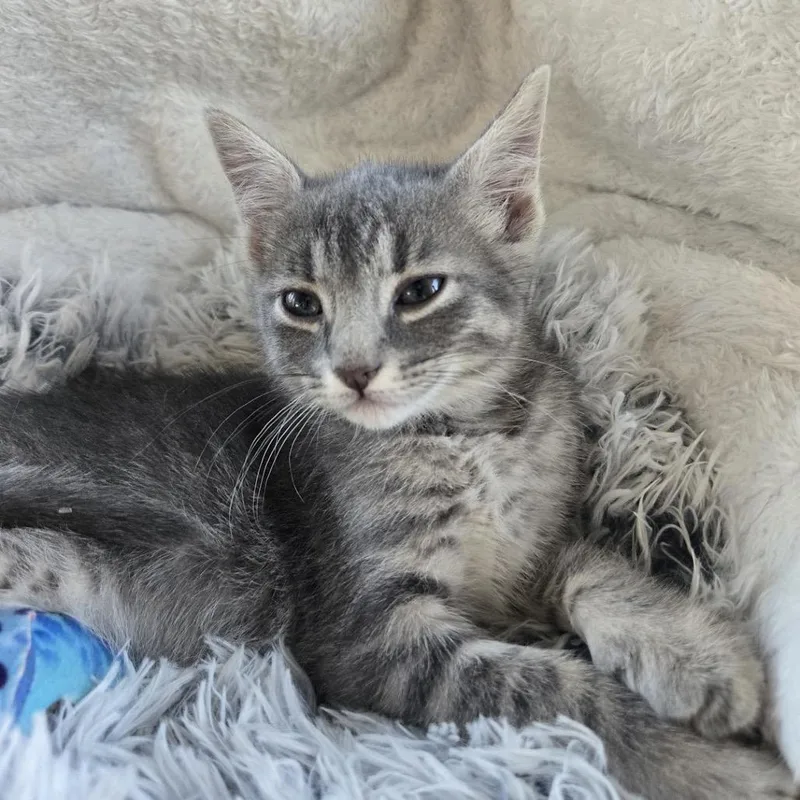 A baby small-sized female Gray / Blue / Silver Domestic Short Hair cat named Storm for adoption in Madison, WI