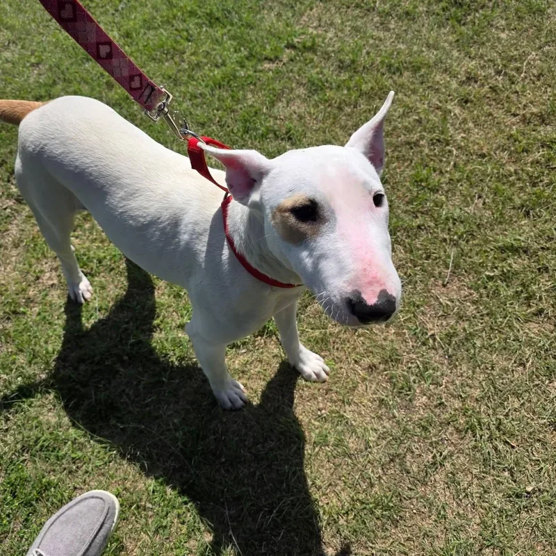 A young medium-sized female White / Cream Bull Terrier dog named Slink for adoption in Glenwood, AR