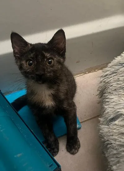 Zizi