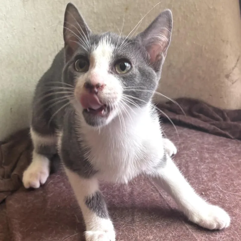 A baby small-sized male Gray / Blue / Silver Domestic Short Hair cat named Greybee for adoption in Durham, NC
