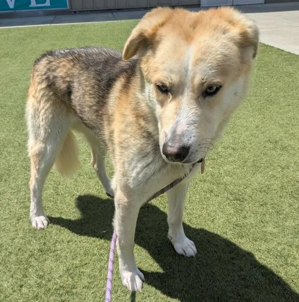 An adult large-sized male Siberian Husky dog named Hatchi for adoption in Monterey, CA