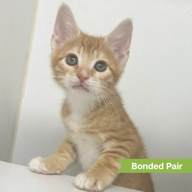 A young medium-sized male Buff / Tan / Fawn Domestic Short Hair cat named Todd for adoption in Reisterstown, MD
