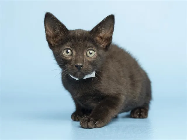 A baby small-sized male Domestic Short Hair cat named Onyx for adoption in Phoenix, AZ