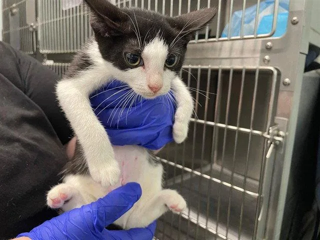 A baby small-sized female Black & White / Tuxedo Domestic Short Hair cat named Ups for adoption in Tavares, FL