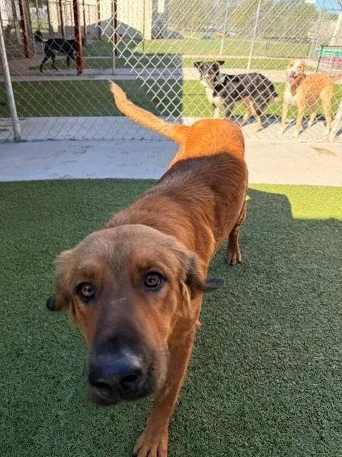 An adult medium-sized female Golden Retriever dog named Charm for adoption in Fayetteville, AR