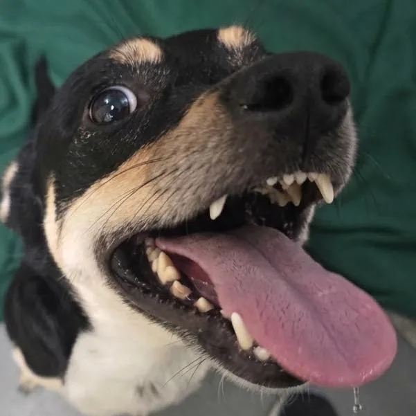 An adult medium-sized male Dachshund dog named Chava for adoption in Elizabeth City, NC