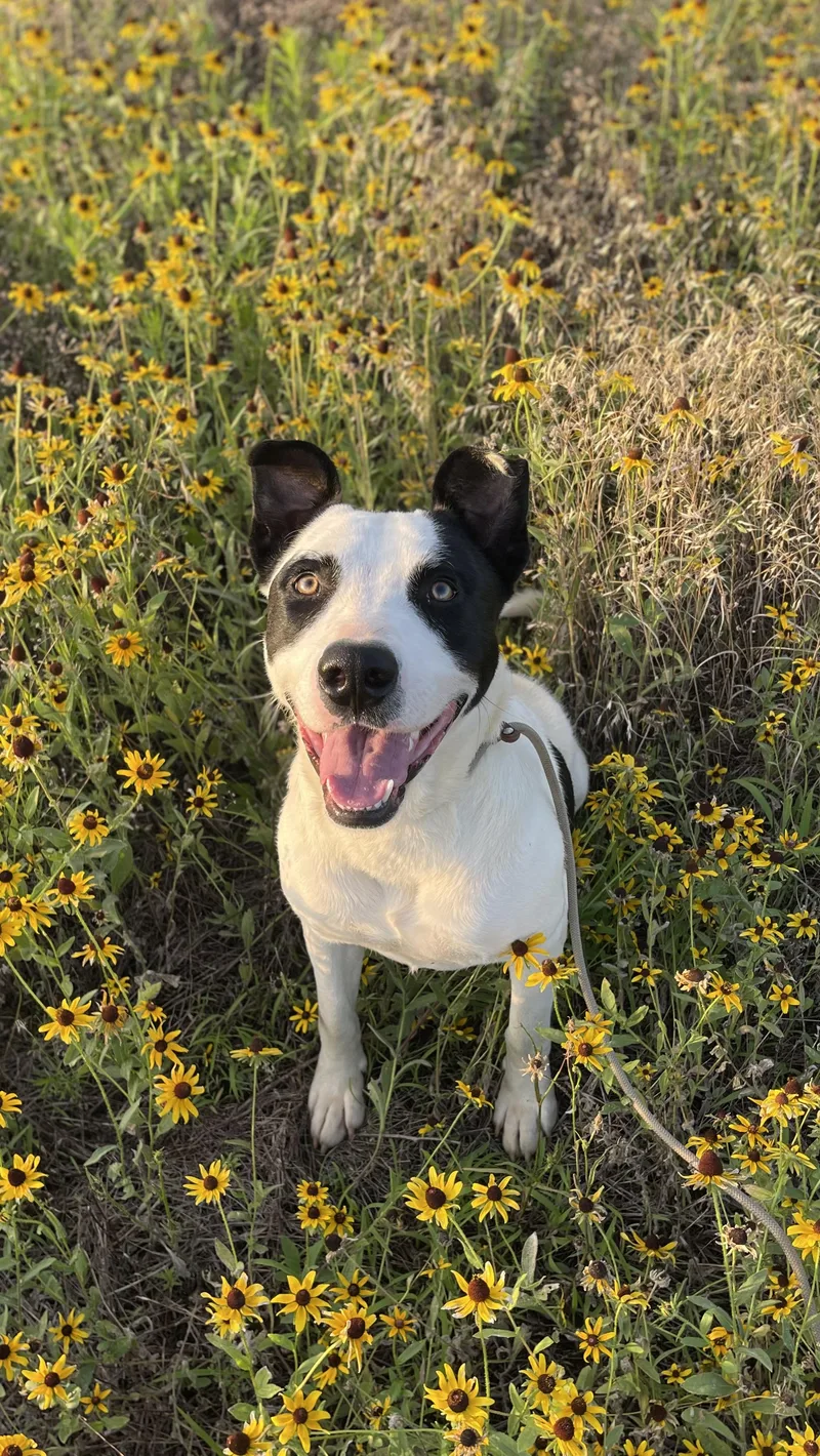 An adult large-sized male Harlequin American Bulldog dog named Patches for adoption in Sadler, TX