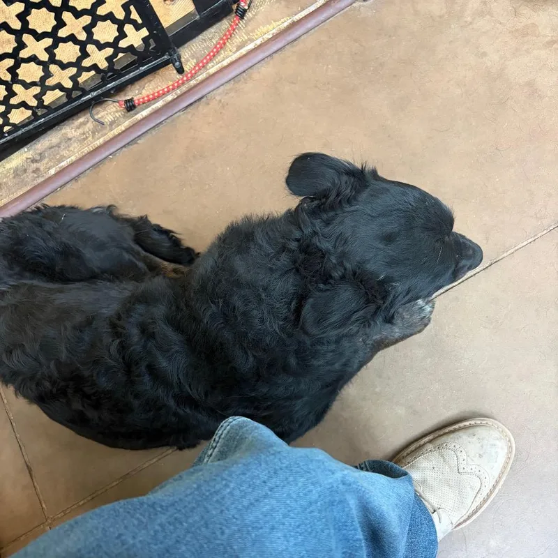 An adult medium-sized female Black Mixed Breed dog named Dolores for adoption in Flagstaff, AZ