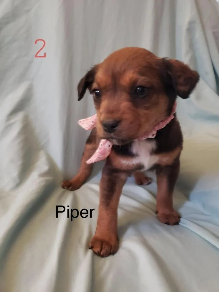 Piper