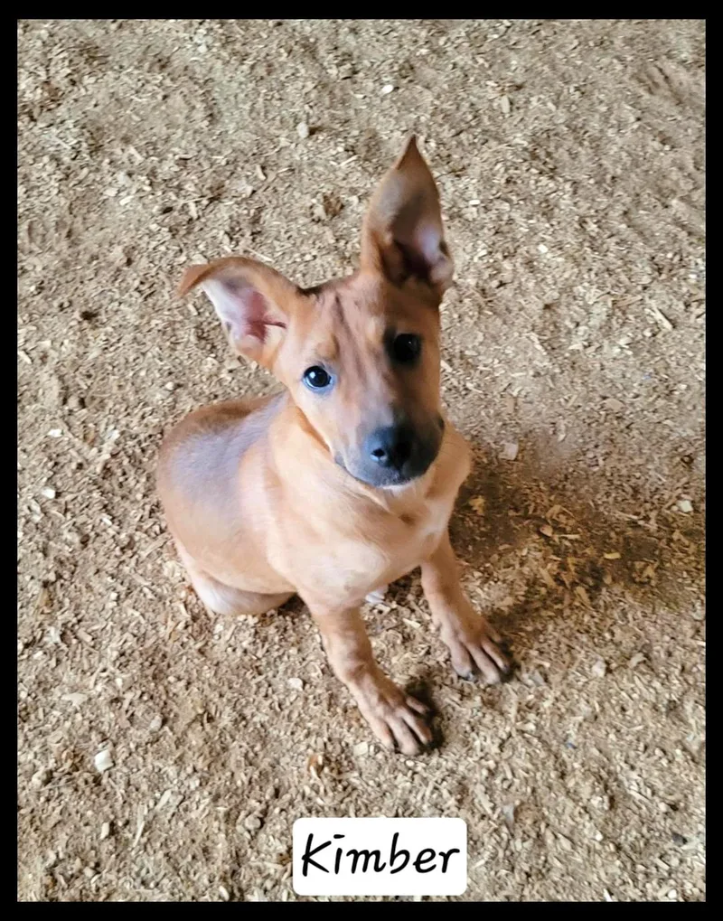 A baby medium-sized female Shepherd dog named Kimber for adoption in Granbury, TX