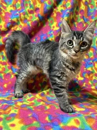 A baby small-sized female Domestic Short Hair cat named Button for adoption in Burlington, WI