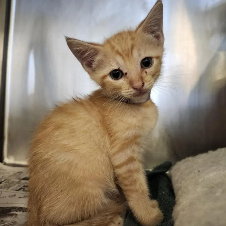 A baby small-sized female Domestic Short Hair cat named Poppy for adoption in Houston, TX